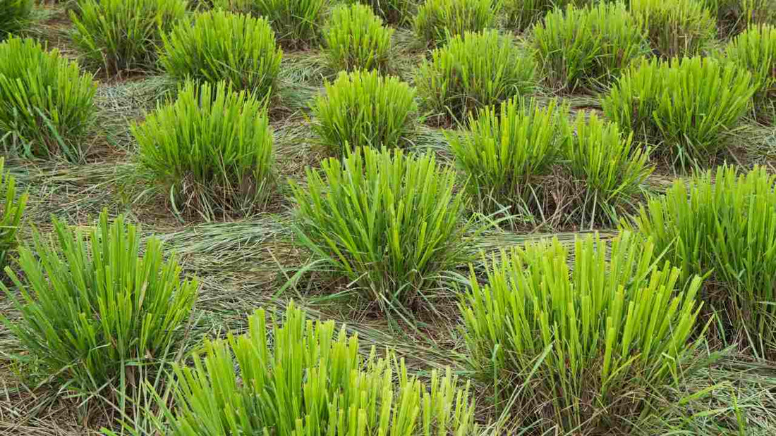 The Marvels of Fever Grass: A Comprehensive Guide to its Benefits